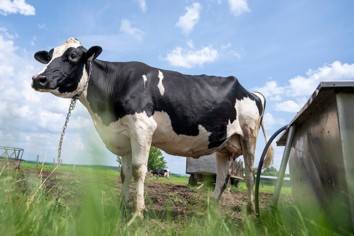 Canada and New Zealand reach resolution in dairy trade dispute, Ottawa says