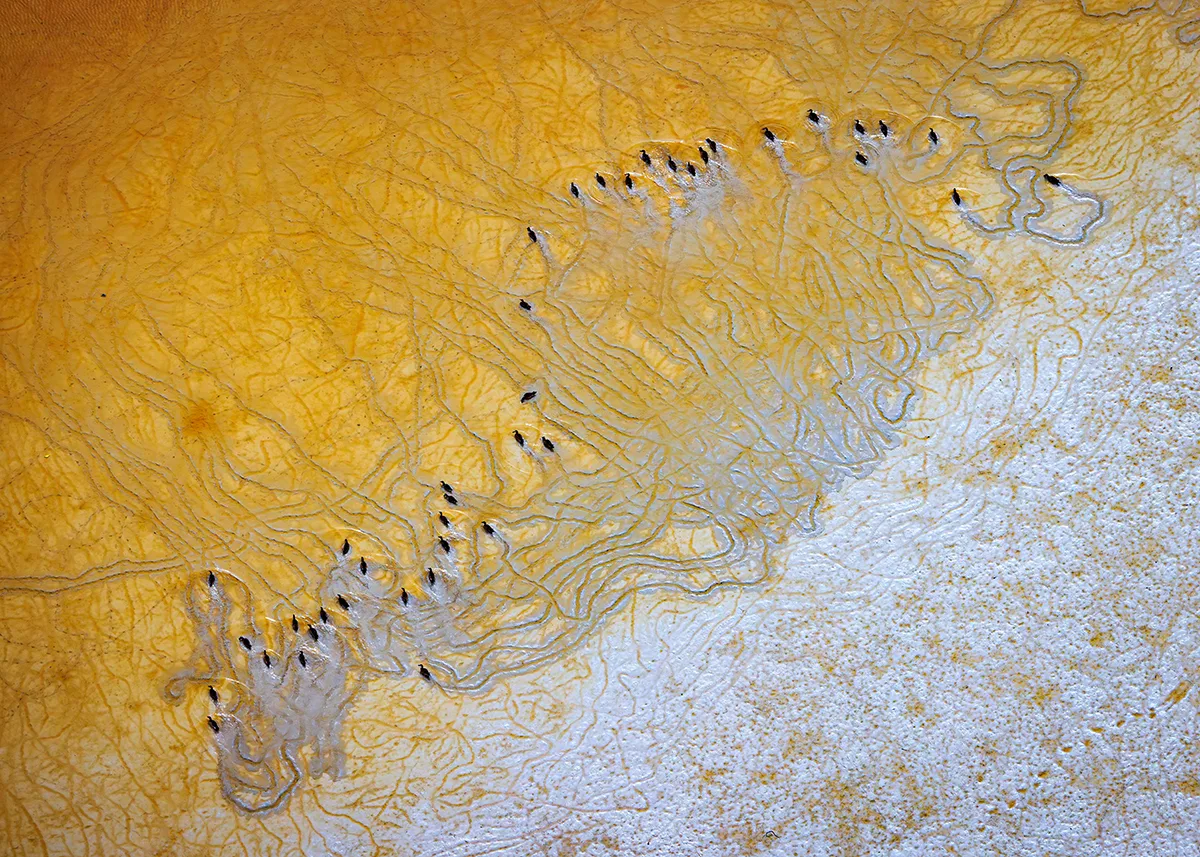 Blue-winged Teal create ephemeral artwork as they dabble for food in the vibrant yellow coloured shallows of Florida Bay.