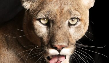 Pasco County records its first endangered Florida panther death - Tampa Bay Times