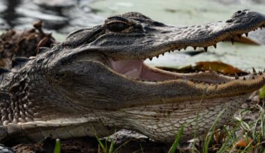 Hundreds of Alligators Mysteriously Gather Before Vanishing the Next Day