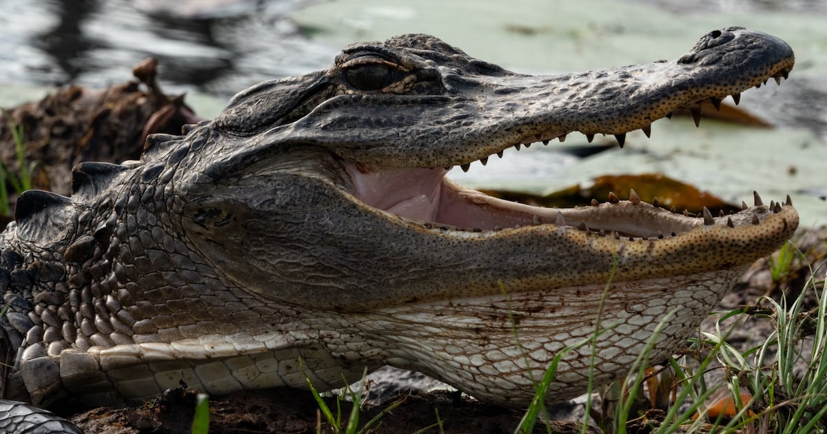 Hundreds of Alligators Mysteriously Gather Before Vanishing the Next Day