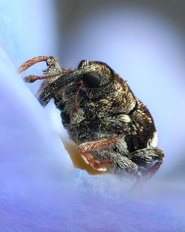 Close-up macro image of a small, textured beetle with dark, intricate patterns and reddish-brown legs, perched on a soft, blue-purple surface, highlighting fine details of its body and legs.