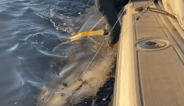 Largest Great White Shark Ever Tagged in North Atlantic Surfaces Off Nantucket