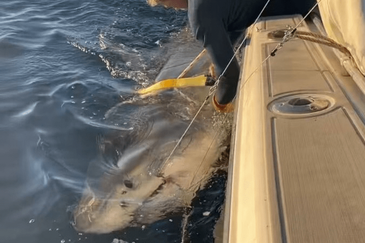 Largest Great White Shark Ever Tagged in North Atlantic Surfaces Off Nantucket