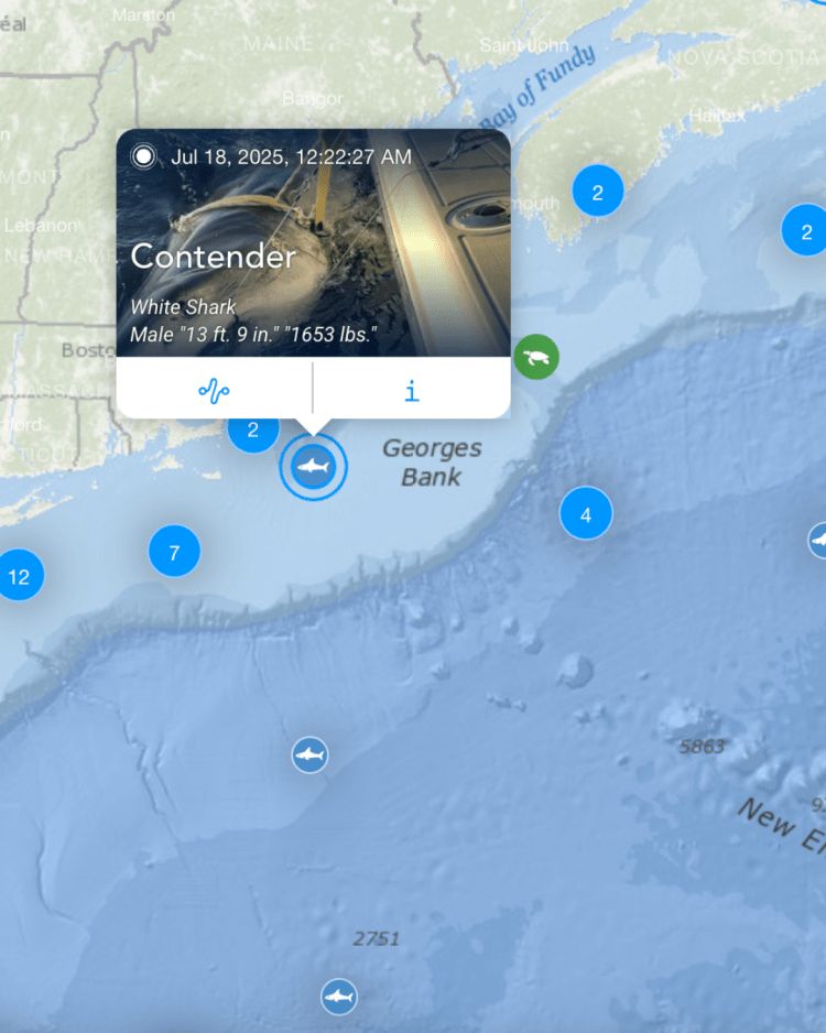 A large great white shark named Contender tracked off the coast of Nantucket by OCEARCH