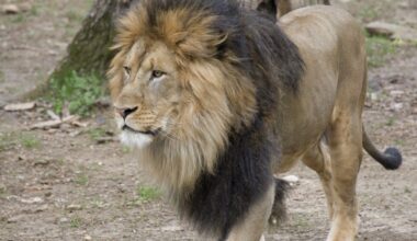Woman loses arm in lion attack at Australian zoo