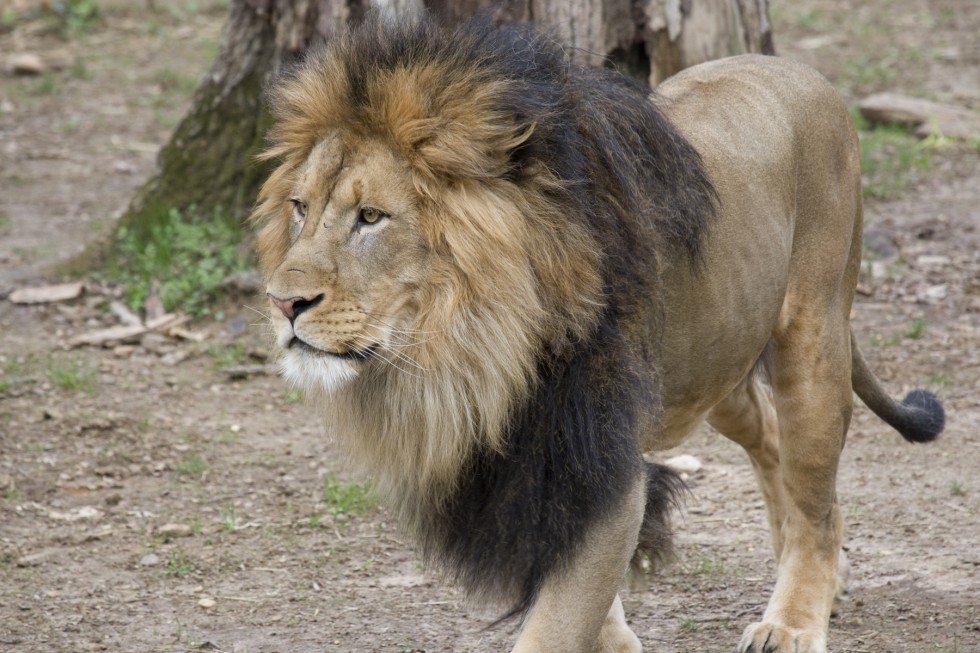 Woman loses arm in lion attack at Australian zoo