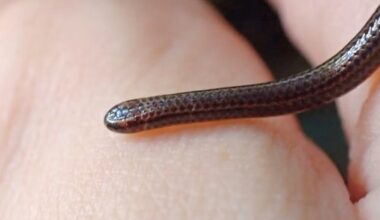 World's Smallest Snake Rediscovered After Vanishing For Decades : ScienceAlert