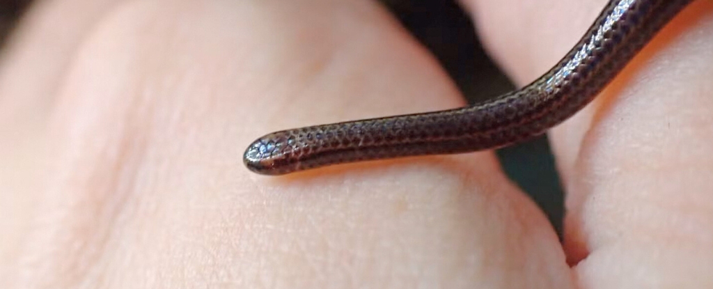 World's Smallest Snake Rediscovered After Vanishing For Decades : ScienceAlert