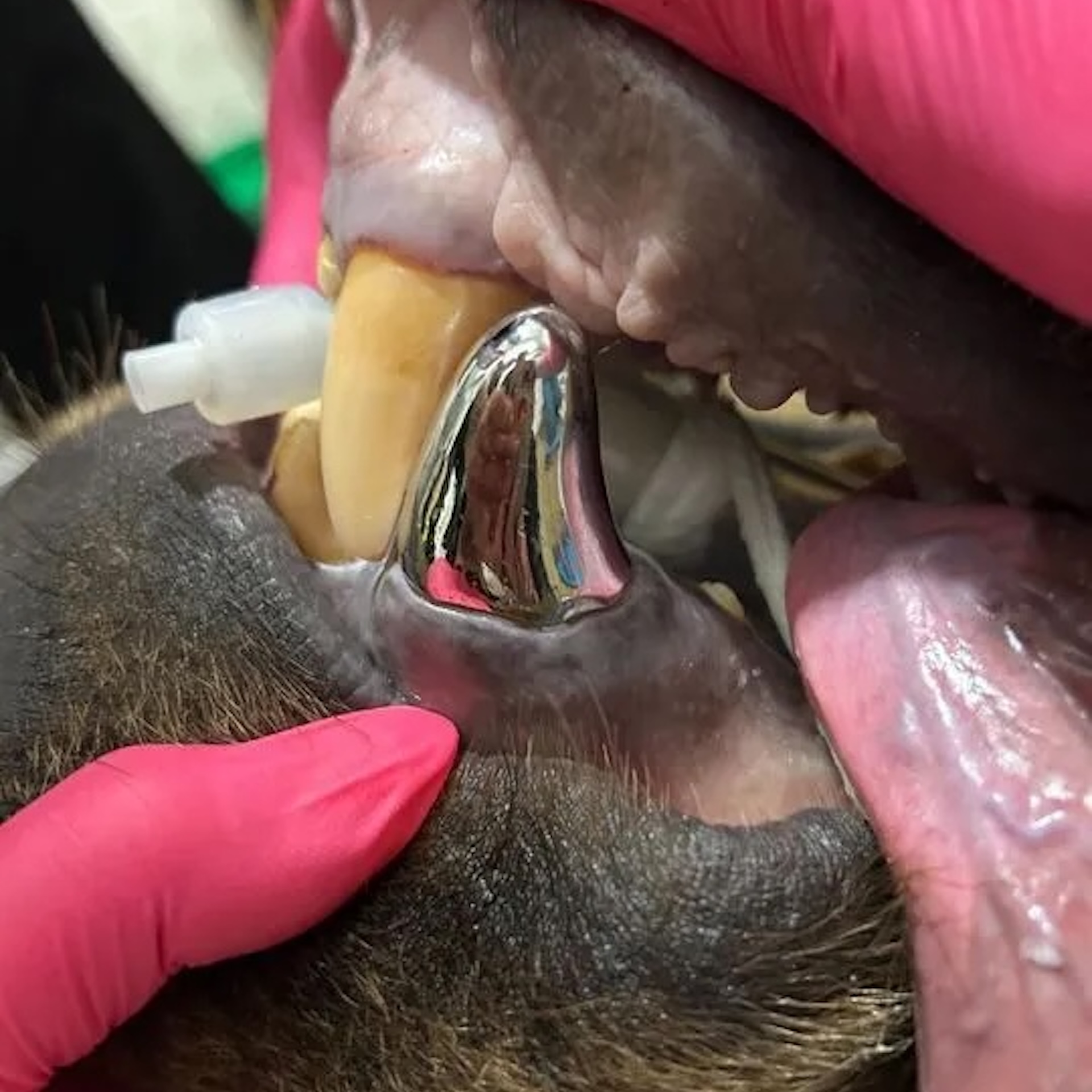 A photo of a metal tooth on a bear