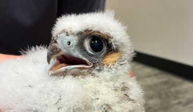 Peregrine falcon eggs found on downtown Cedar Rapids building, helped to survival