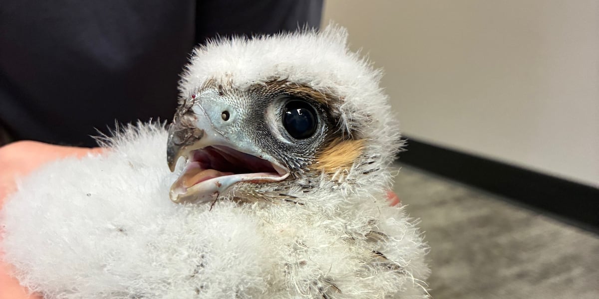 Peregrine falcon eggs found on downtown Cedar Rapids building, helped to survival