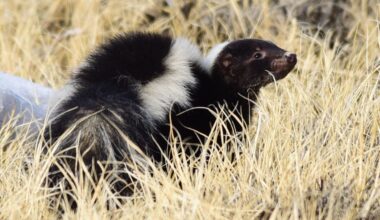 Dauphin County town issues warning after skunk with rabies symptoms spotted
