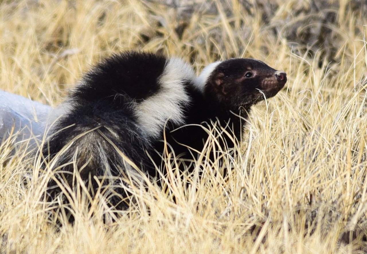 Dauphin County town issues warning after skunk with rabies symptoms spotted