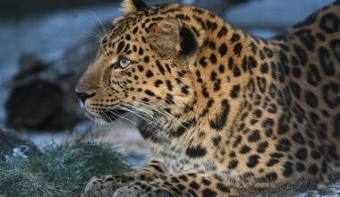 Chicago zoo announces birth of critically endangered Amur leopard cubs