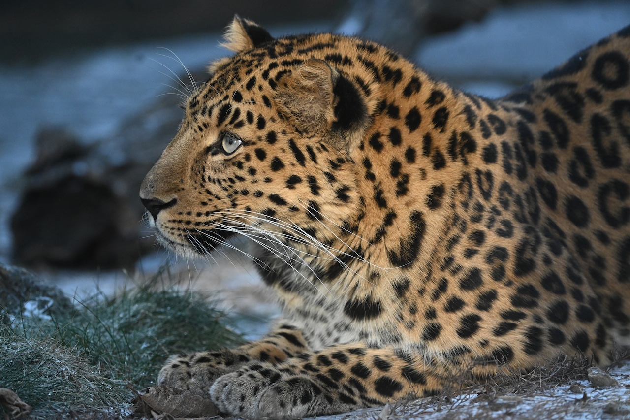 Chicago zoo announces birth of critically endangered Amur leopard cubs