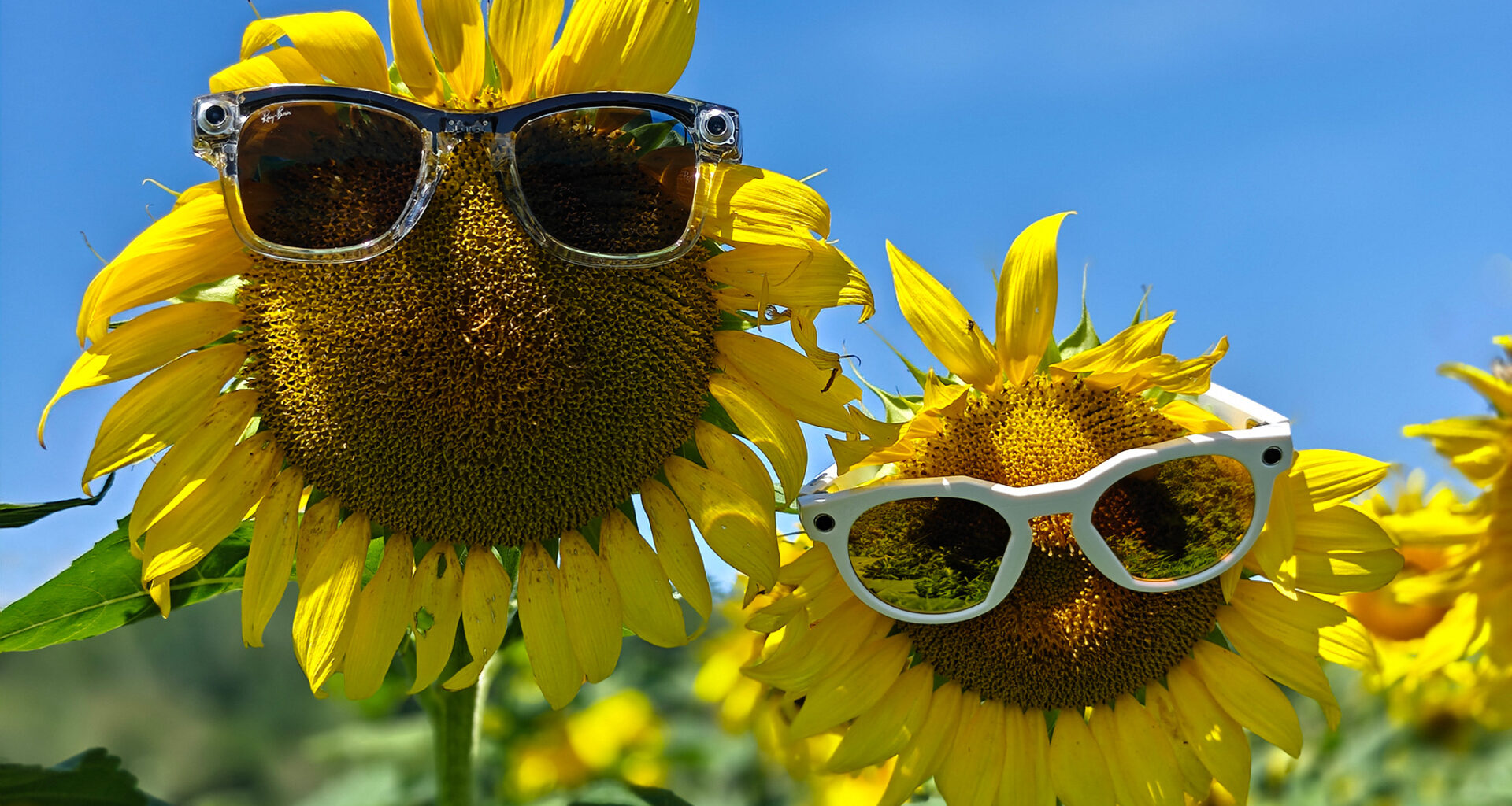 Two sunflowers wearing a pair of Oakley Meta HSTN Smart Glasses and Ray-Ban Meta Smart Glasses