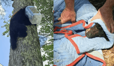 Young bear rescued after wandering with pretzel container stuck on head