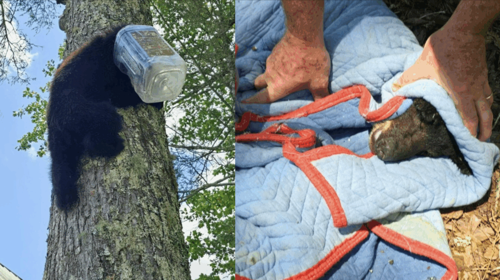 Young bear rescued after wandering with pretzel container stuck on head