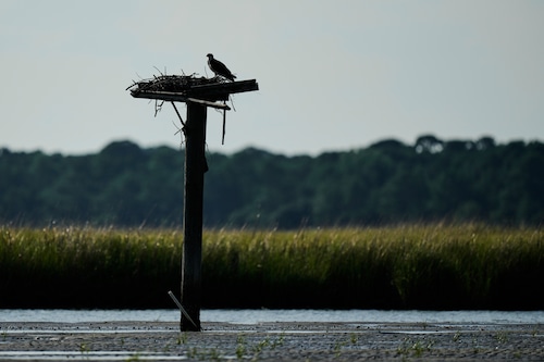 Osprey Fish Fight