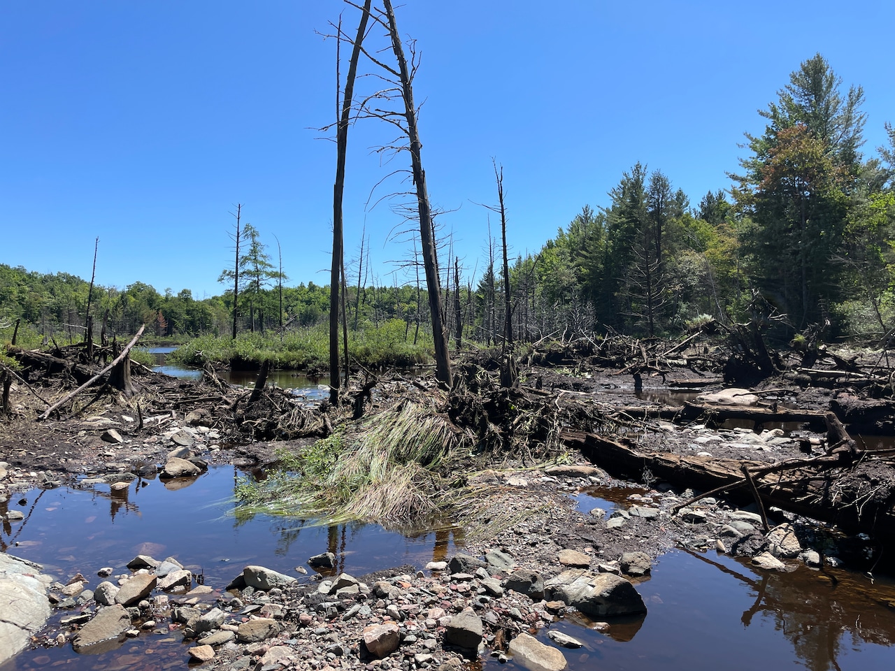 Beaver dam breach at Lake Angeline