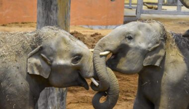 Houston-developed vaccine helps Cincinnati elephants overcome deadly virus