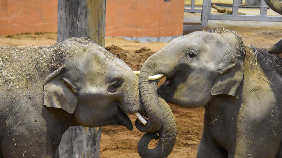 Houston-developed vaccine helps Cincinnati elephants overcome deadly virus