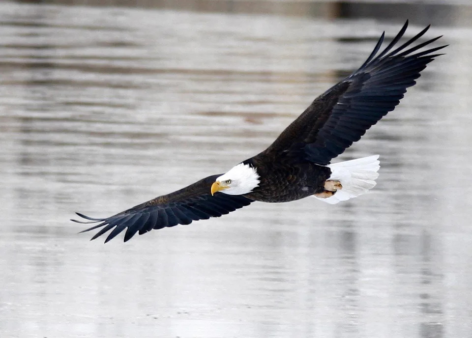 A bald eagle flies over the Missouri River.