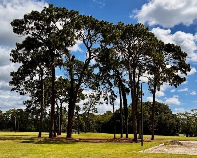 Trees frame the seventh green of the Hyde Park Golf Club.
