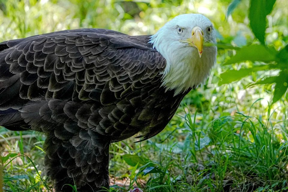 A bald eagle is pictured at the Oklahoma City Zoo in Oklahoma City, on Saturday, June 15, 2024.
