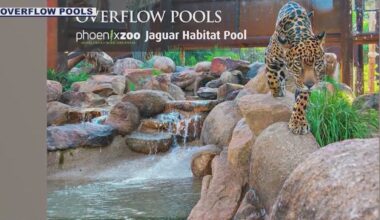 Phoenix Zoo's new big cat pools present unique challenge for builders
