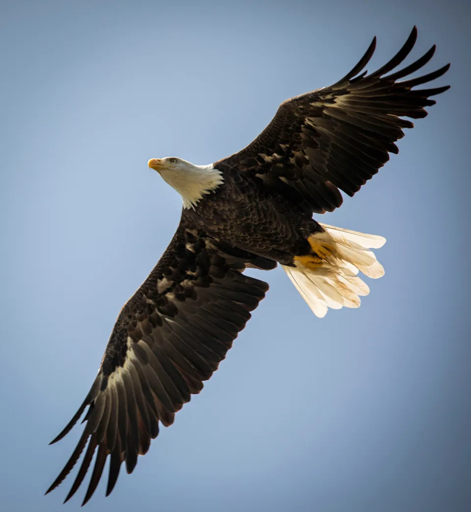Raptors, like this Bald Eagle at Belle Isle are one of the many migrating bird species that birdwatchers can enjoy in the metro Detroit area during the fall migration according to the Michigan Department of Natural Resources.
