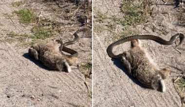 Watch As Overly Ambitious Snake Attempts To Eat Prey 10 Times Its Mass