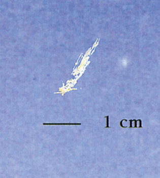 A small, clear speck, about 3 to 12 mm, which is a little more stretched out in line.