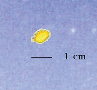 A watery, yellowish round smear about 5 mm in diameter.
