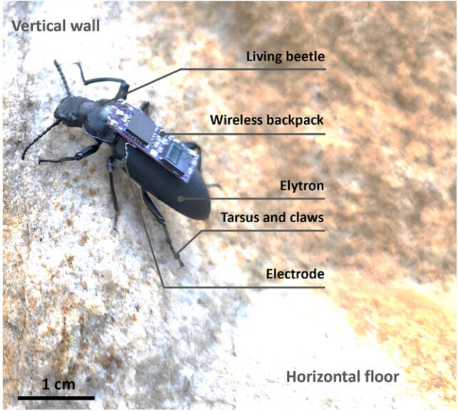 A beetle scaling a wall, wearing a backpack 