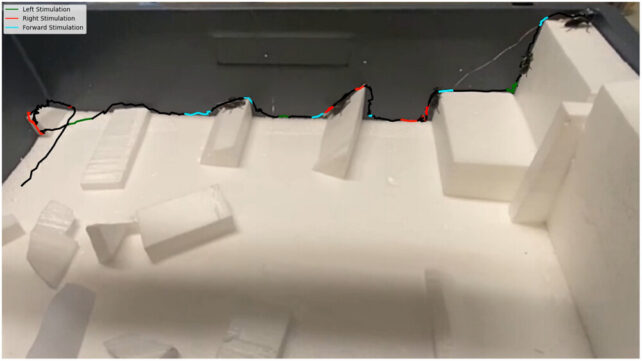 A beetle crossing a wall 