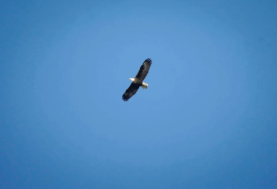 A bald eagle soars.