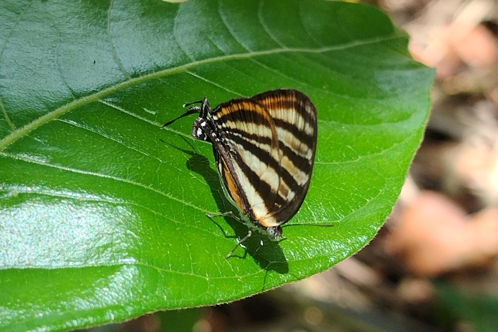 photo of aetolus stripestreak butterfly on a green leaf
