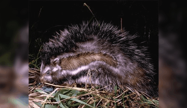 The African Crested Rat Is The World's Only Poisonous Rodent