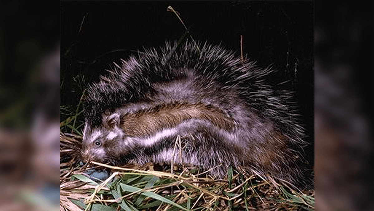 The African Crested Rat Is The World's Only Poisonous Rodent