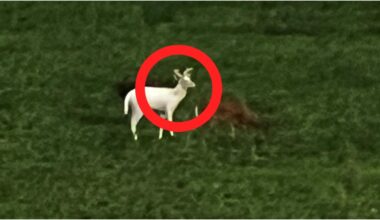 Rare Albino Deer Spotted In Wisconsin: PHOTO