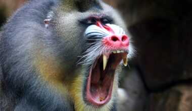 Alpha Male Primates a Myth, Researchers Find in New Study : ScienceAlert
