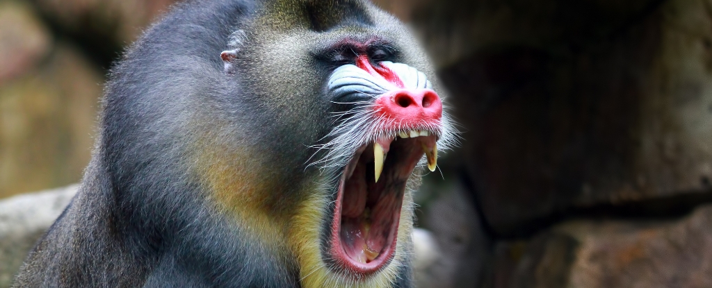 Alpha Male Primates a Myth, Researchers Find in New Study : ScienceAlert