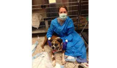 Dogs & their people: Companions in cancer research