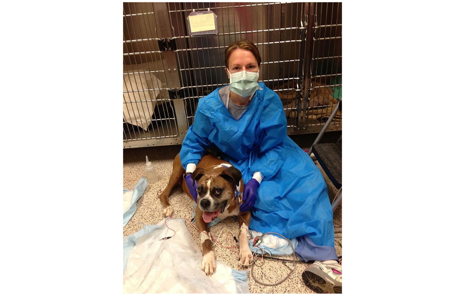Dogs & their people: Companions in cancer research