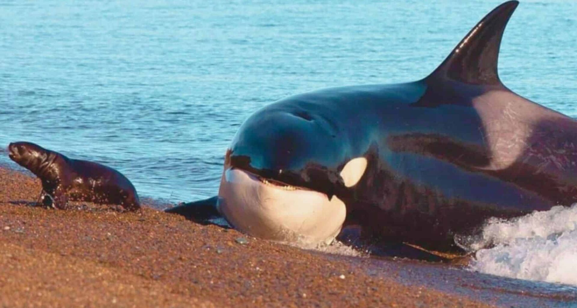 An Orca Chasing A Seal Outside Of Water