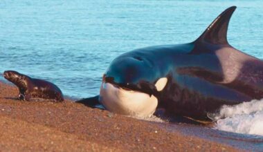 An Orca Chasing A Seal Outside Of Water