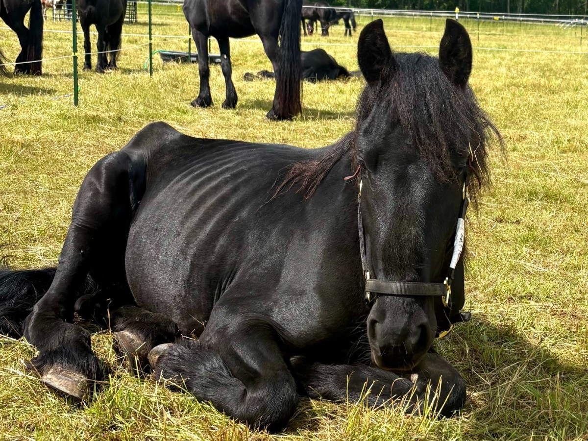4th seizure of horses from Townshend farm highlights animal welfare system’s ongoing gaps