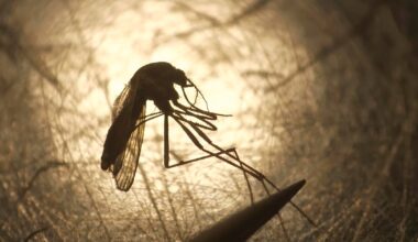 Mosquitoes on Long Island test positive for West Nile virus